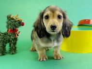 カニンヘンダックス　子犬　シェーデットクリーム男の子