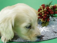 カニヘンダックス　子犬　クリーム男の子