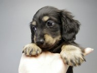カニンヘン ダックスフンド 子犬 ブラッククリーム 男の子