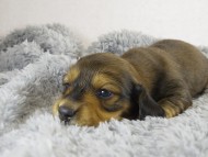 ミニチュワ　子犬　レット男の子