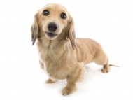 カニンヘンのソルトが11/22出産しました カニンヘンのソルトが11/22出産しました