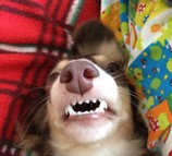 ユーモア賞 ユーモア賞