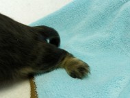 カニヘンダックス 仔犬 ブラッククリーム 男の子 カニヘンダックス 仔犬 ブラッククリーム 男の子