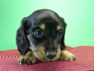 カニンヘンダックス　子犬　ブラッククリーム男の子