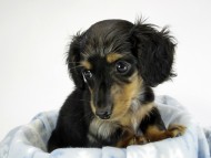 カニンヘン ダックスフンド 子犬 シルバーダップル男の子