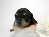 カニンヘン ダックスフンド ブラッククリーム 男の子 オーナーさん募集中