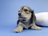 カニンヘン ダックスフンド 子犬 シェーデットクリーム 男の子