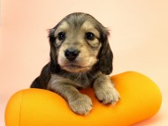 カニンヘーン ダックスフンド 子犬 シェーデットクリーム男の子