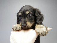 カニンヘン ダックスフンド 子犬 ブラッククリーム 男の子 カニンヘン ダックスフンド 子犬 ブラッククリーム 男の子