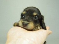 カニンヘンダックスフンド　ブラッククリーム　子犬　男の子♪