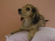 ミニチュワダックス　子犬　シェーデットクリーム女の子