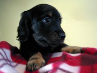 カニヘン　子犬　ブラタン男の子