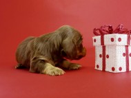 カニンヘンダックス　仔犬　チョコ＆クリーム女の子　