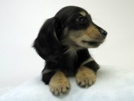 カニンヘン ダックスフンド 子犬 ブラッククリーム 男の子