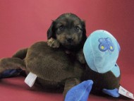 カニンヘン ダックスフンド 子犬 シェーデットレット 男の子