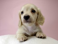 カニンヘン ダックスフンド 子犬 ピュアクリーム 男の子