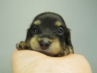 カニンヘンダックスフンド　ブラッククリーム　子犬　男の子♪