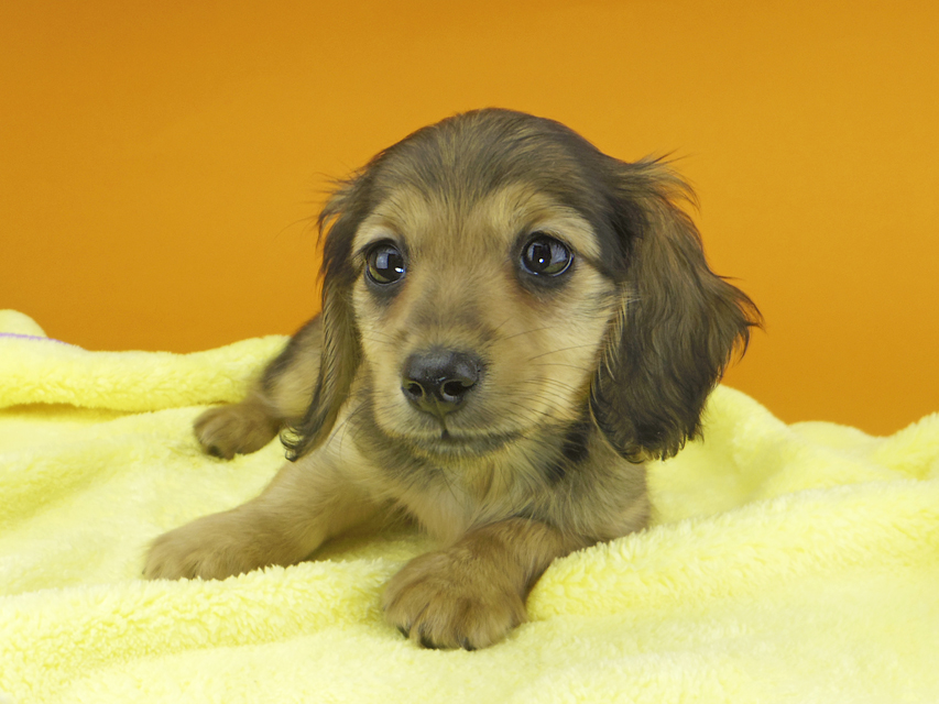 カニンヘンダックスフンド ビーmt & ボンmtの子犬 シェーデットイエロー（シェーデットクリーム） 女の子