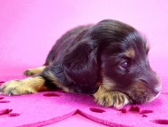 カニヘンダックス　子犬　ブラックタン女の子