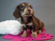 カニヘン　子犬　チョコクリーム女の子