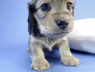 カニンヘン ダックスフンド 子犬 シェーデットクリーム 男の子