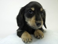 カニンヘン ダックスフンド 子犬 ブラッククリーム 男の子