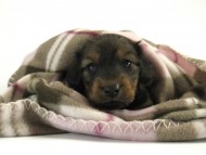 カニンヘン ダックスフンド 子犬 シェーデットレット 男の子 カニンヘン ダックスフンド 子犬 シェーデットレット 男の子