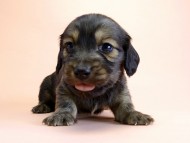 カニンヘン ダックスフンド 子犬 シェーデットクリーム 男の子 カニンヘン ダックスフンド 子犬 シェーデットクリーム 男の子