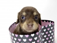 カニンヘン ダックスフンド 子犬 チョコクリーム 女の子 カニンヘン ダックスフンド 子犬 チョコクリーム 女の子