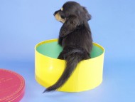 カニヘン　子犬　ブラクリ男の子