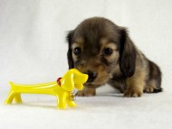 カニヘン　仔犬　シェーデットクリーム男の子