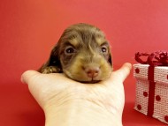 カニンヘンダックス 仔犬 チョコ&クリーム女の子 カニンヘンダックス 仔犬 チョコ&クリーム女の子