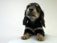 カニンヘン ダックスフンド 子犬 ブラッククリーム 男の子