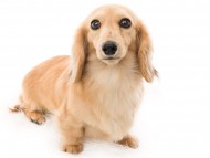 Kaninchen_Dachshund01フルール_K9A8020