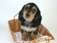 カニヘン　子犬　ブラタン女の子