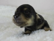 カニヘン 子犬 ブラクリ男の子 カニヘン 子犬 ブラクリ男の子