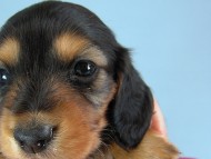 カニヘン　子犬　ブラタン女の子