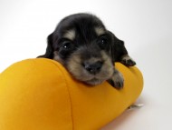 カニンヘン ダックスフンド 子犬 ブラック＆クリーム 男の子