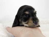 カニンヘン ダックスフンド 子犬 ブラッククリーム 女の子 カニンヘン ダックスフンド 子犬 ブラッククリーム 女の子