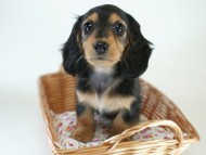 カニヘン　子犬　ブラタン女の子