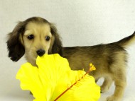 カニヘンダックス　シェーデットクリーム　男の子