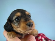 カニヘン　子犬　ブラタン女の子