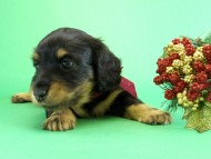 カニヘンダックス 子犬 ブラックタン女の子 カニヘンダックス 子犬 ブラックタン女の子