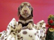 カニンヘンダックス　仔犬　チョコレートクリーム女の子