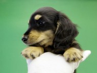 カニンヘンダックス　子犬　ブラック＆クリーム男の子