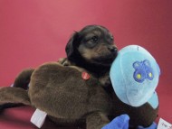 カニンヘン ダックスフンド 子犬 シェーデットレット 男の子