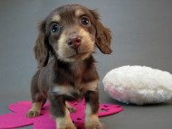 カニヘン　子犬　チョコクリーム女の子