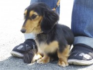 カニンヘン　ダックスフンド　ブラックタン　女の子