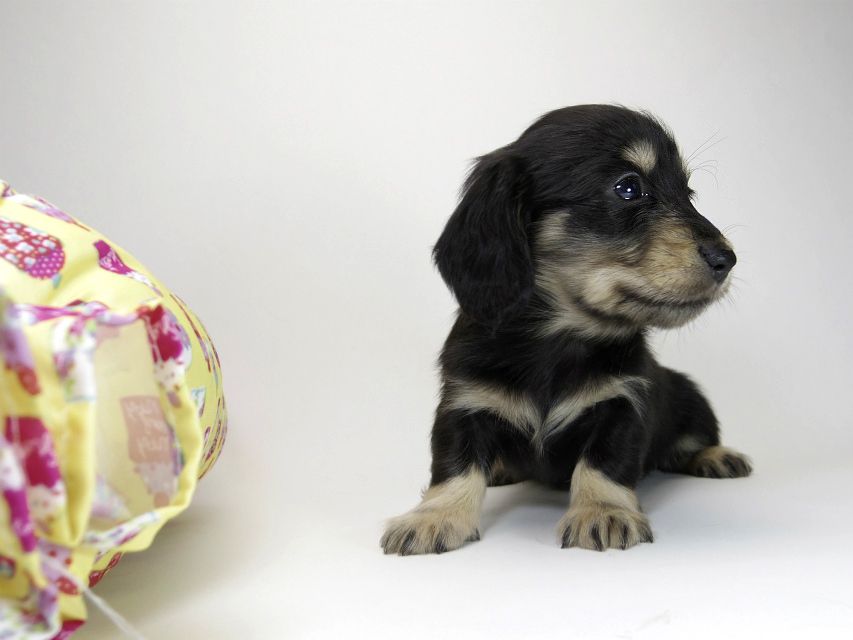 カニンヘン ダックスフンド 子犬 ブラッククリーム 男の子