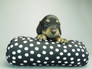 カニンヘンダックスフンド ブラッククリーム 子犬 男の子♪ カニンヘンダックスフンド ブラッククリーム 子犬 男の子♪